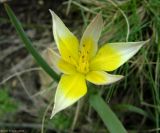 Tulipa dasystemonoides. Цветок. Казахстан, Южно-Казахстанская обл., Угамский хр., бассейн р. Сайрамсу. 30.04.2006.