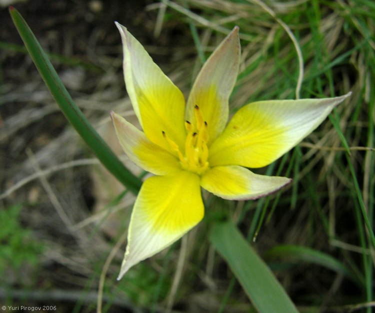 Image of Tulipa dasystemonoides specimen.