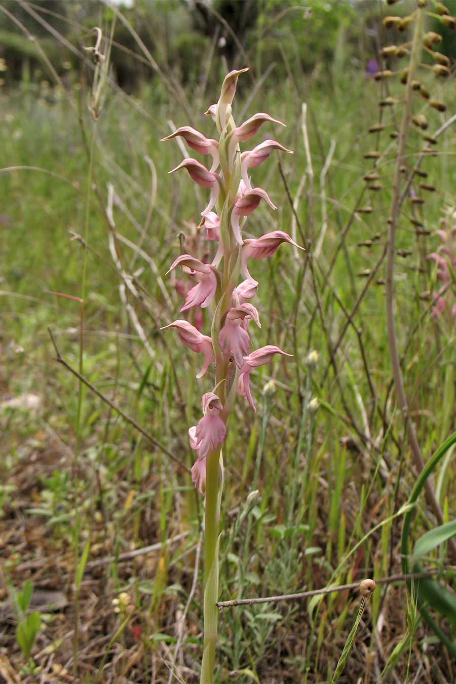 Изображение особи Anacamptis sancta.