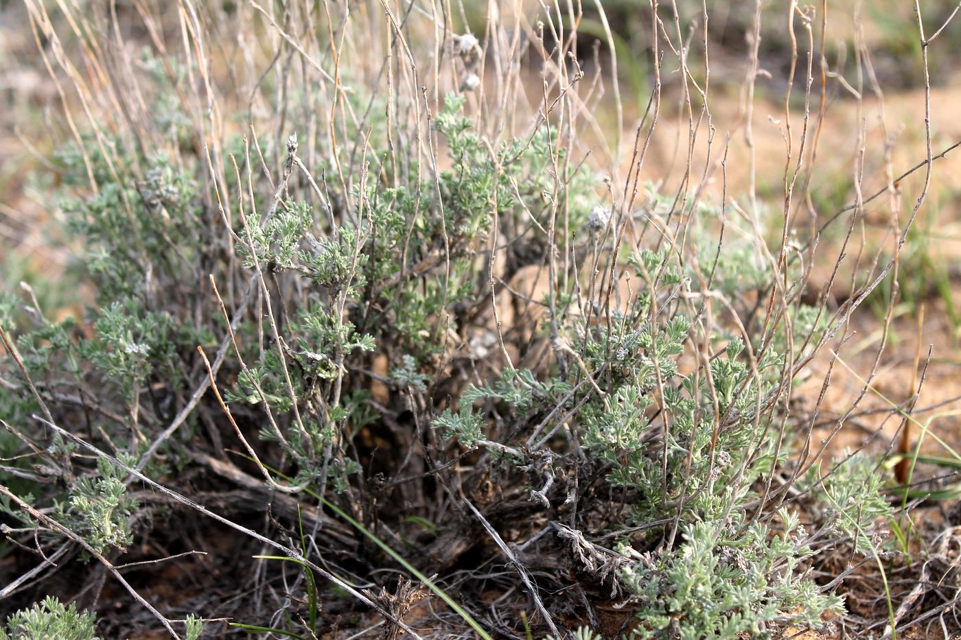 Image of Artemisia terrae-albae specimen.