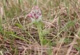 Pedicularis dasystachys. Зацветающее растение. Алтайский край, окр. пос. Степное озеро, луг к северу от Леньковской дороги. 07.05.2021.