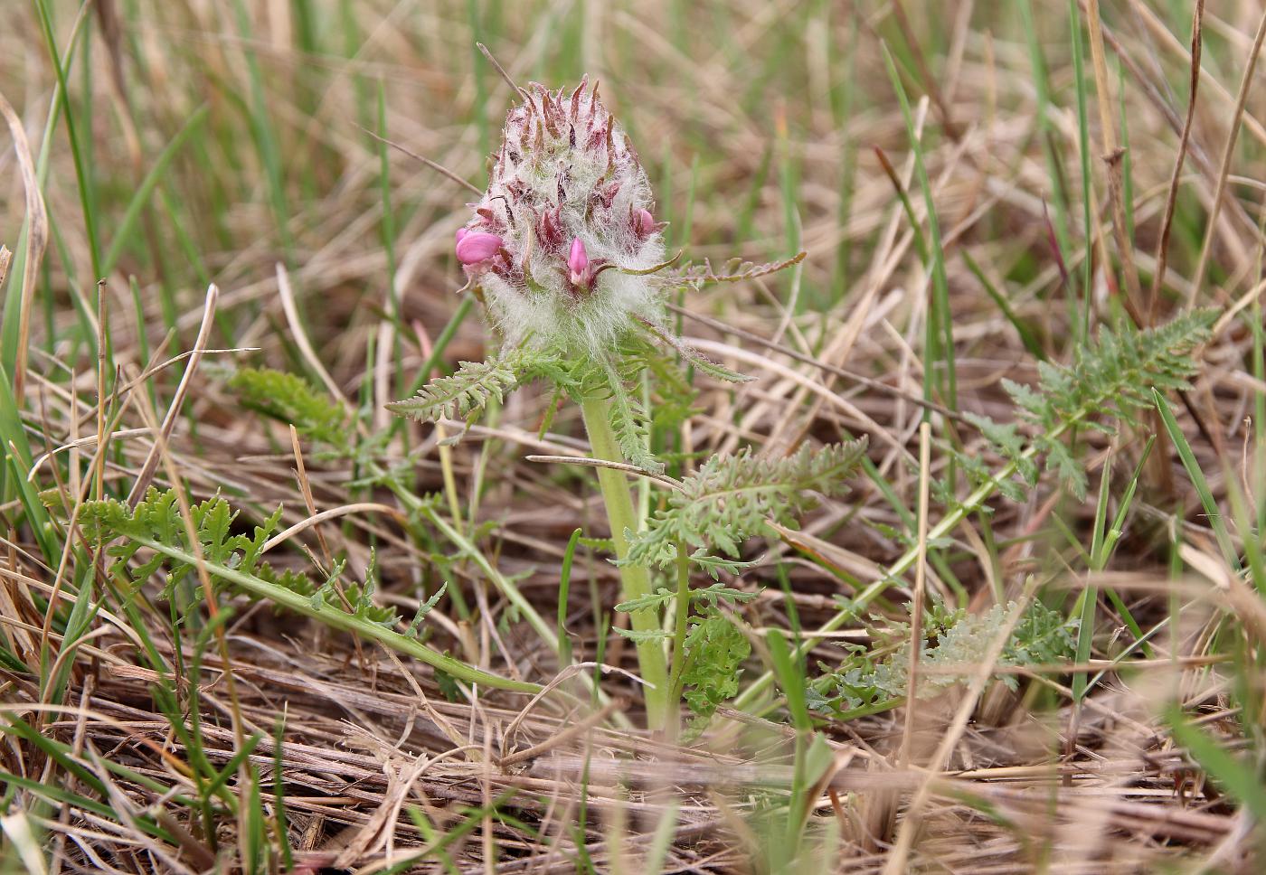 Изображение особи Pedicularis dasystachys.