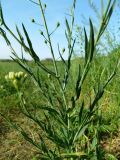 Camelina sylvestris