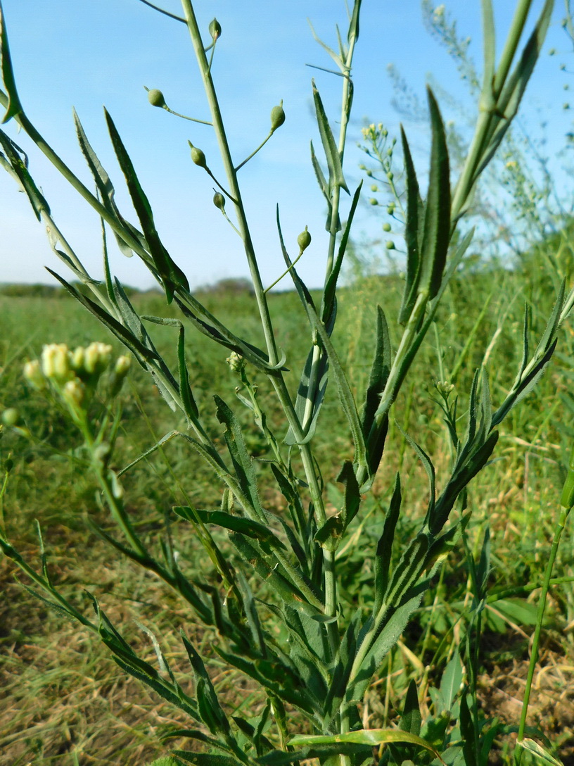 Image of Camelina sylvestris specimen.