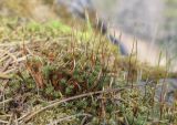 Polytrichum juniperinum