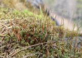 Polytrichum juniperinum. Побеги со спорогонами. Пермский край, Лысьвенский р-н, долина р. Чусовая, Камень Новиков, скальное обнажение. 04.05.2021.