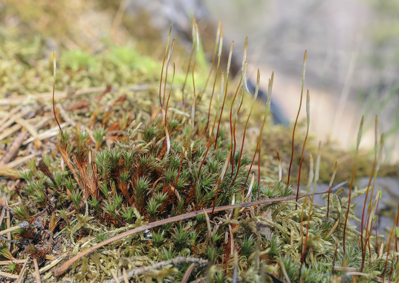 Изображение особи Polytrichum juniperinum.