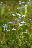 Myosotis sylvatica. Цветущие растения. Санкт-Петербург, Пушкинский р-н, г. Пушкин, окр. Октябрьского бульвара и Церковной ул., у края газона близ жилых домов. 22.05.2021.