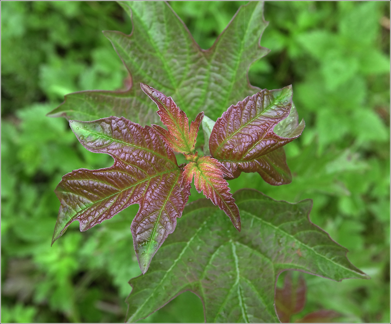 Image of Viburnum opulus specimen.