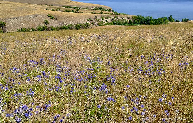 Изображение особи Echinops biebersteinii.