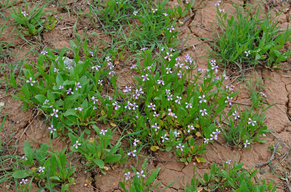 Image of Chorispora tenella specimen.