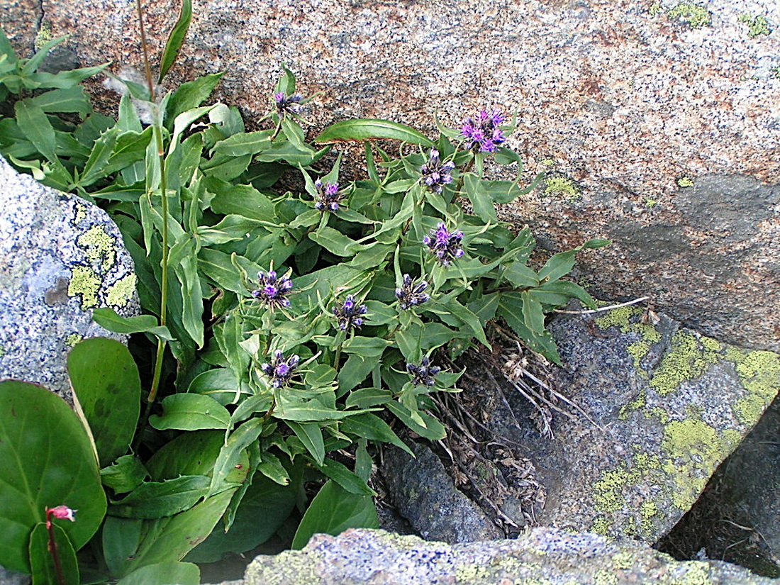 Image of Saussurea foliosa specimen.