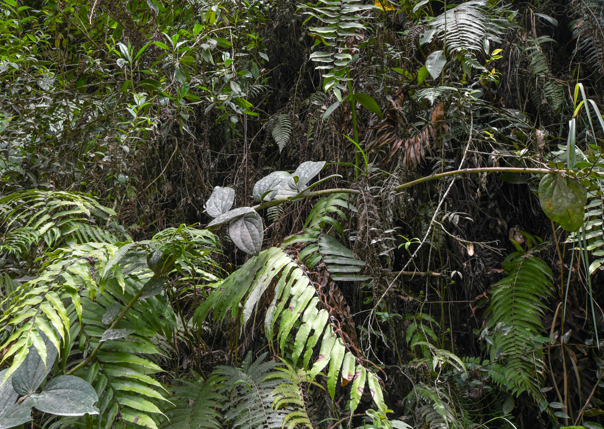 Image of Cavendishia martii specimen.