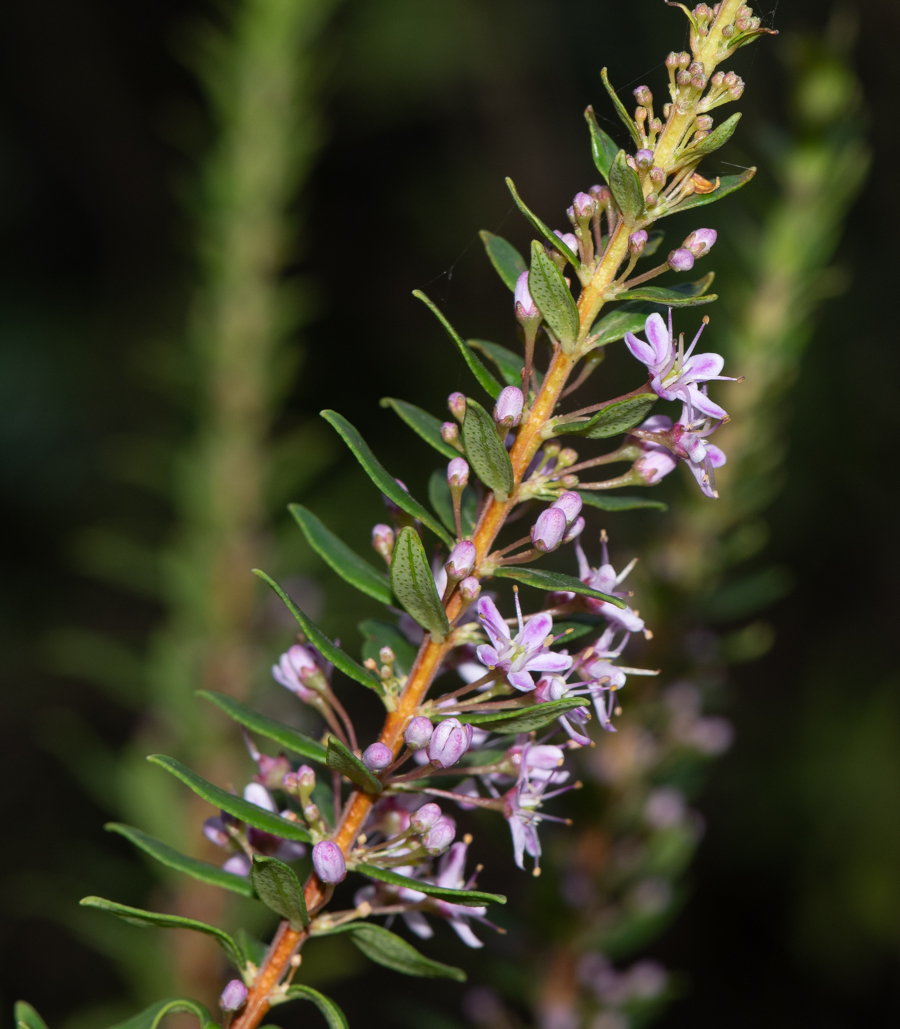 Изображение особи Agathosma ovata.