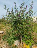 Malva arborea