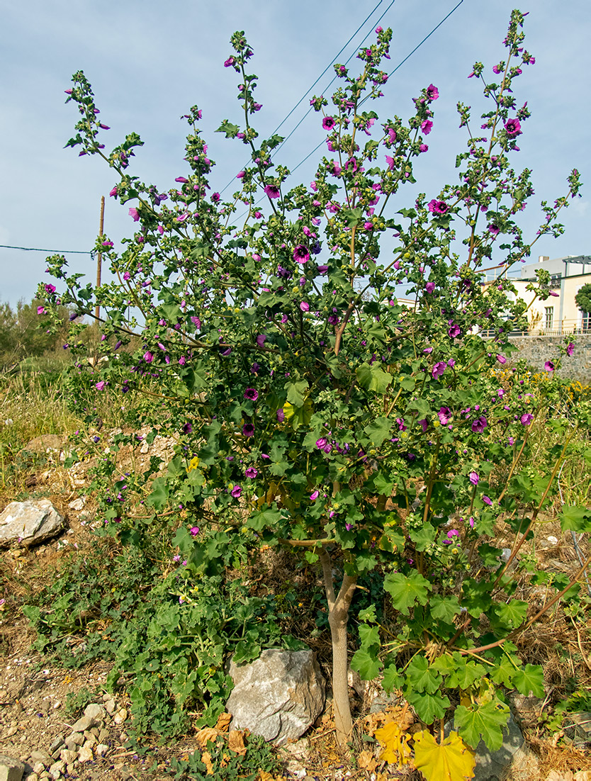 Изображение особи Malva arborea.