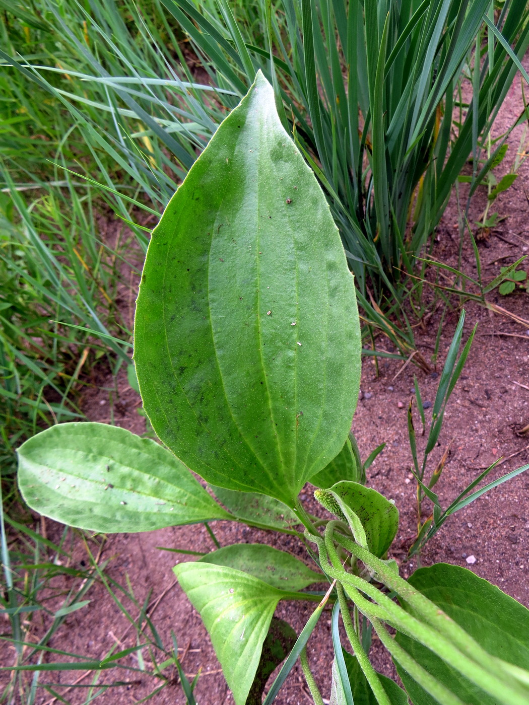 Изображение особи Plantago maxima.