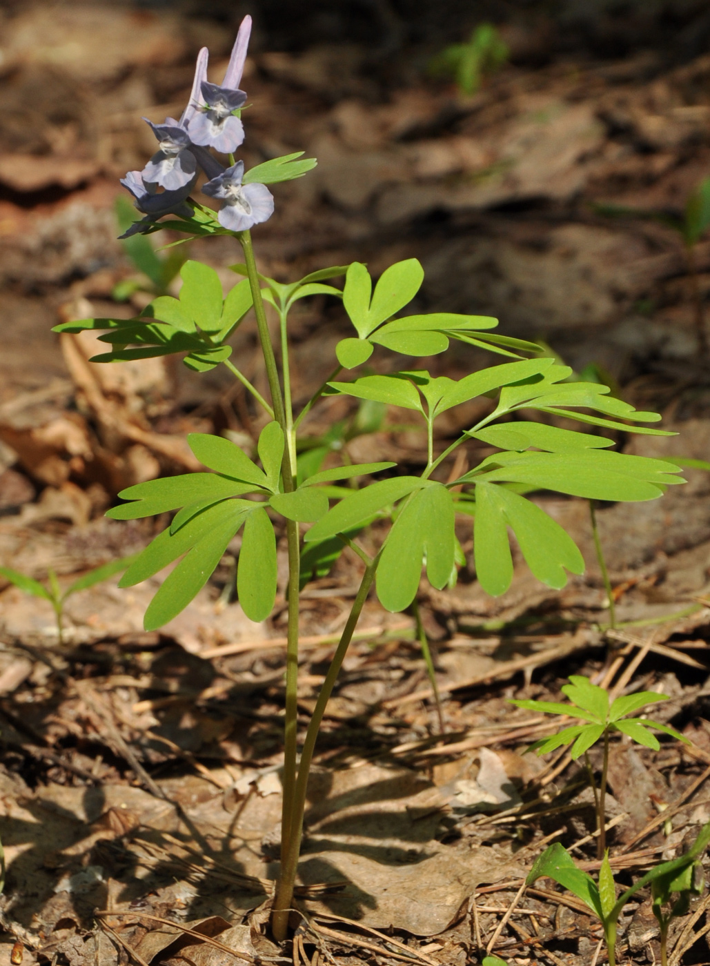 Image of Corydalis solida specimen.