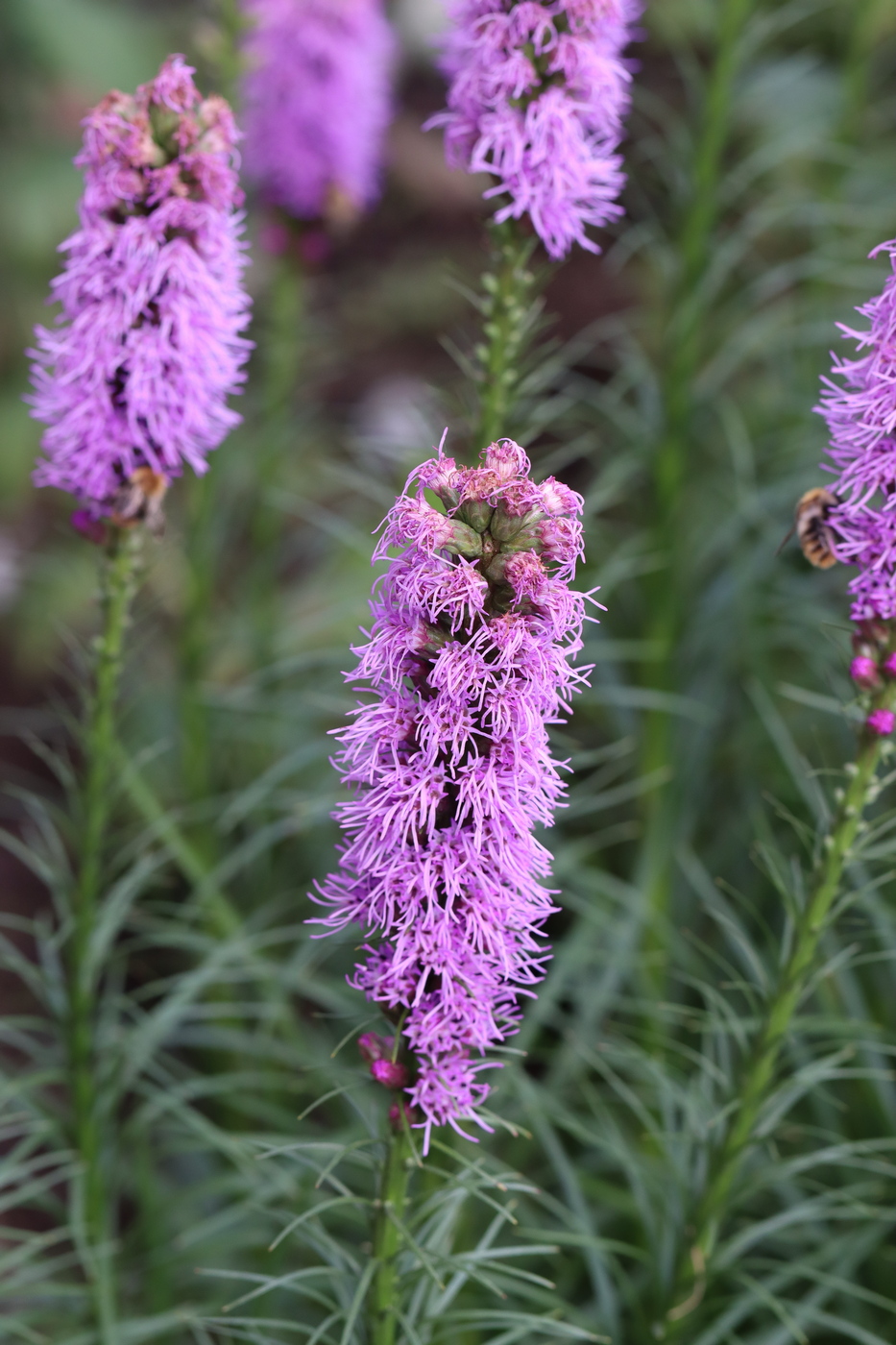 Изображение особи Liatris spicata.