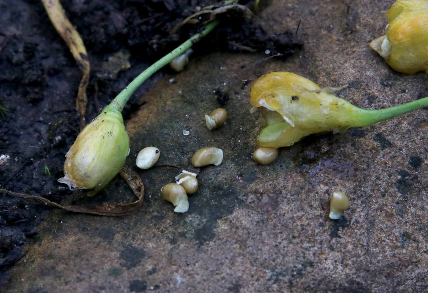 Image of Leucojum vernum specimen.