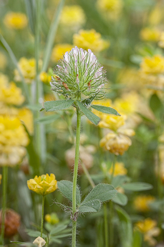 Image of Trifolium diffusum specimen.