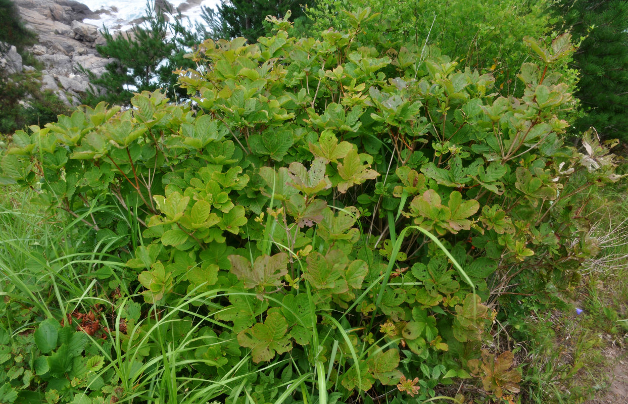 Image of Rhododendron schlippenbachii specimen.