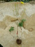 Bongardia chrysogonum. Выкопанное с клубнем цветущее и плодоносящее растение. Азербайджан, Гобустанский заповедник. 10.04.2010.