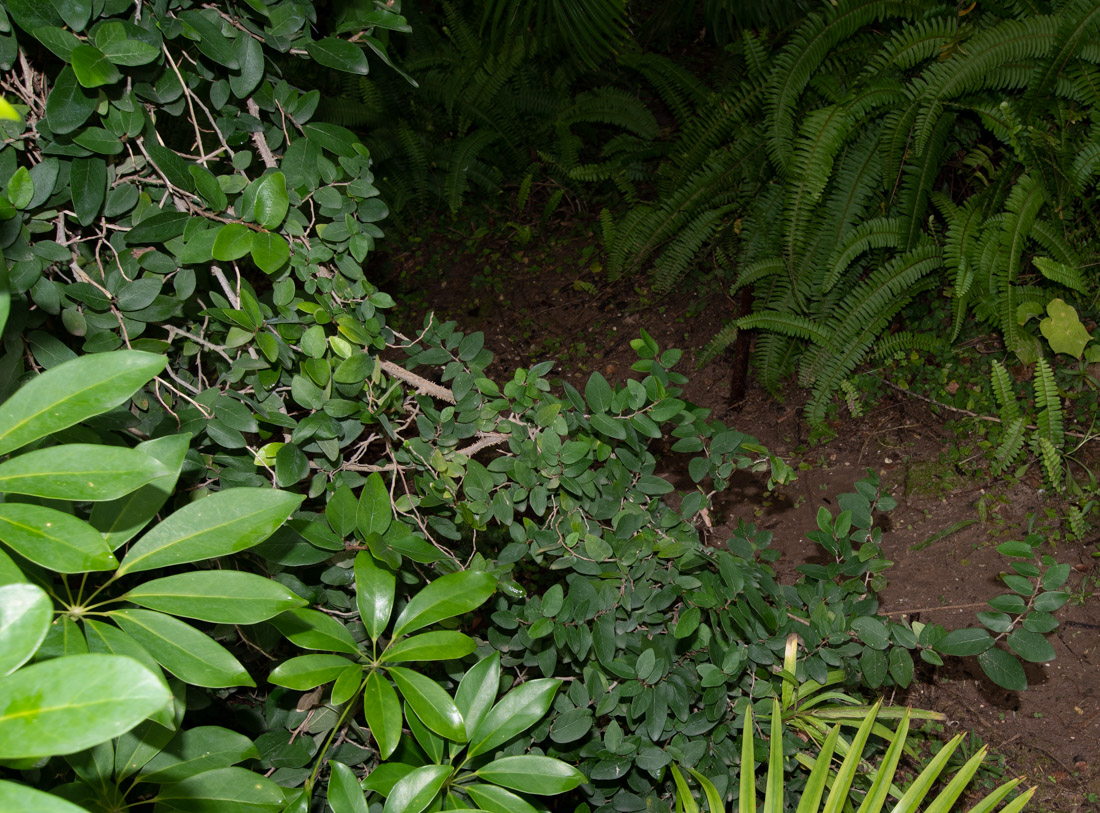 Image of Ficus pumila specimen.