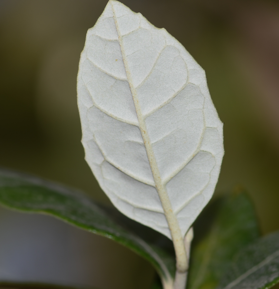 Изображение особи Brachylaena discolor.