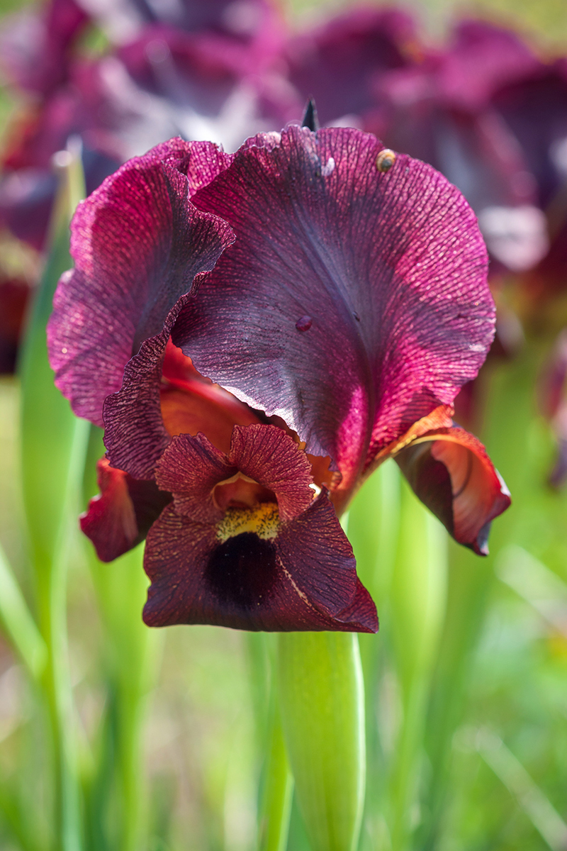 Image of Iris atropurpurea specimen.