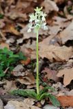 Orchis provincialis. Цветущее растение (высота 20 см, длина соцветия — 5 см). Краснодарский край, г/о Сочи, Лазаревский р-н, окр. ж.-д. станции \"Чемитоквадже\", дубовый лес по гребню. 29 апреля 2021 г.