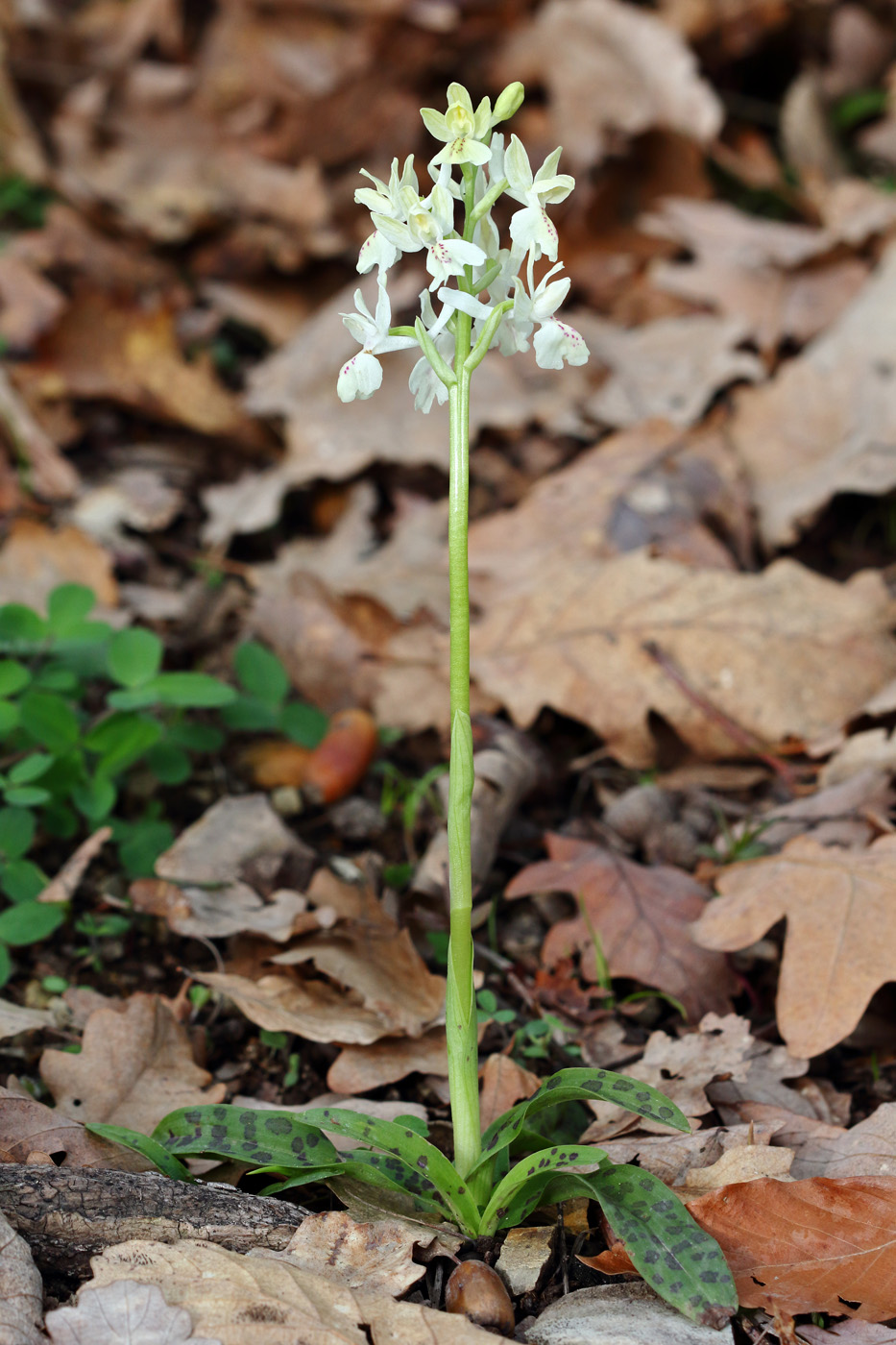 Image of Orchis provincialis specimen.