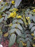 Mahonia japonica. Верхушки побегов с соцветиями. Франция, г. Париж, в озеленении. 13.01.2020.