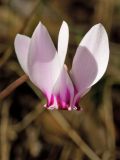 Cyclamen hederifolium подвид confusum. Цветок. Греция, о-в Крит, ном Ханья (Νομός Χανίων), дим Киссамос (Κίσσαμος), окр. деревни Полириния (Πολυρρήνια), широколиственный лес вдоль русла временного водотока. 18 октября 2021 г.