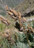 Oxytropis owerinii. Верхушка побега с соплодием. Кабардино-Балкария, Черекский р-н, Кабардино-Балкарский высокогорный заповедник, Мижиргийское ущелье, ≈ 2300 м н.у.м., отложенная боковая морена, субальпийский луг. 16.08.2021.