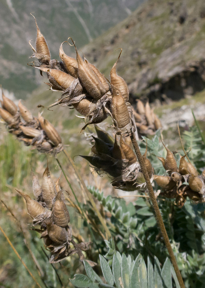 Изображение особи Oxytropis owerinii.