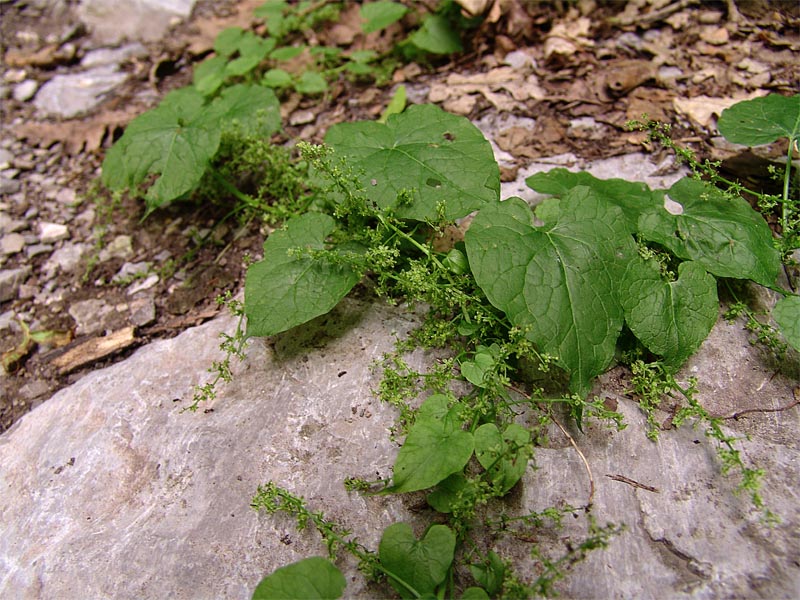 Image of Hablitzia tamnoides specimen.