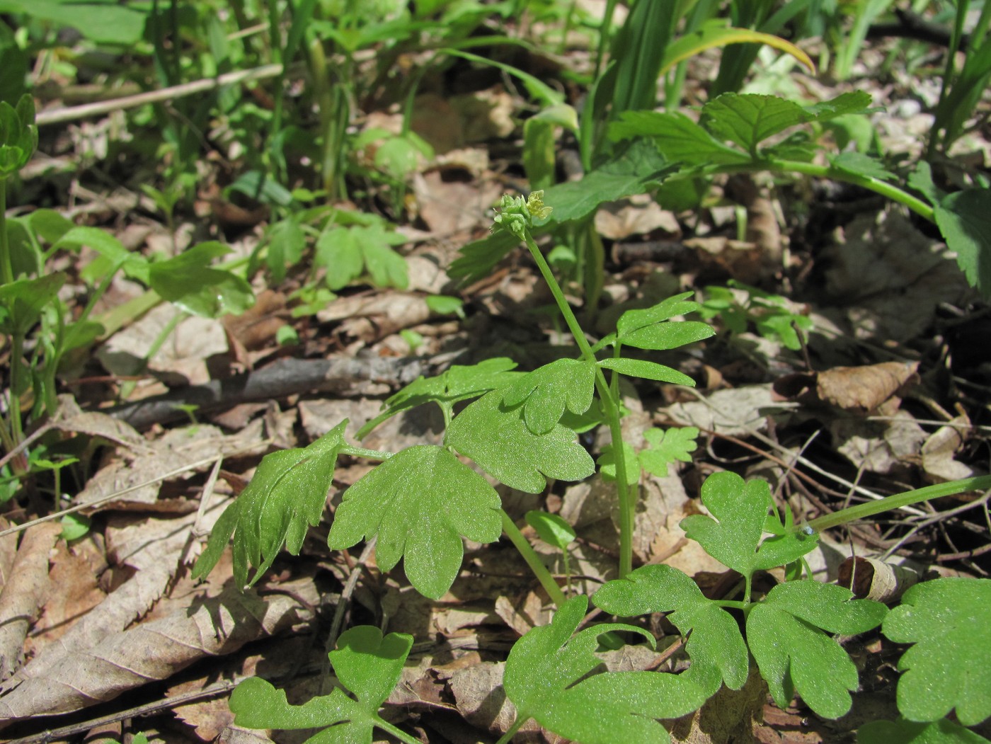 Image of Adoxa moschatellina specimen.