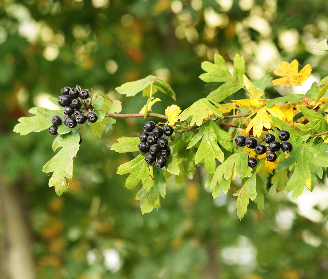 Изображение особи Crataegus pentagyna.