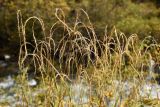 род Elymus. Верхушки побегов с соплодиями. Казахстан, Алматинская обл, Заилийский Алатау, Тургеньское ущелье, 2400 м н.у.м., каменистый берег реки. 19 сентября 2021 г.