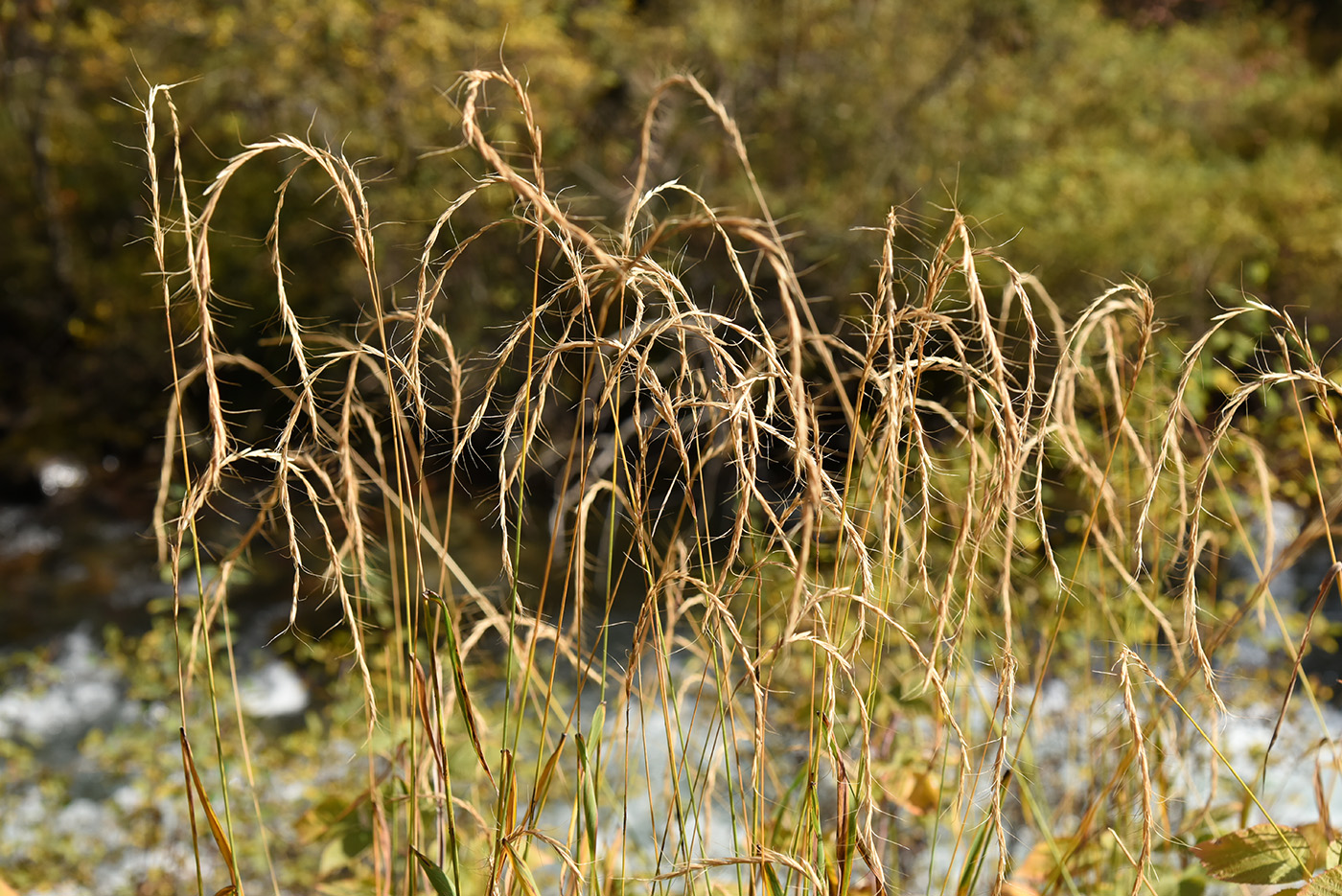 Image of genus Elymus specimen.