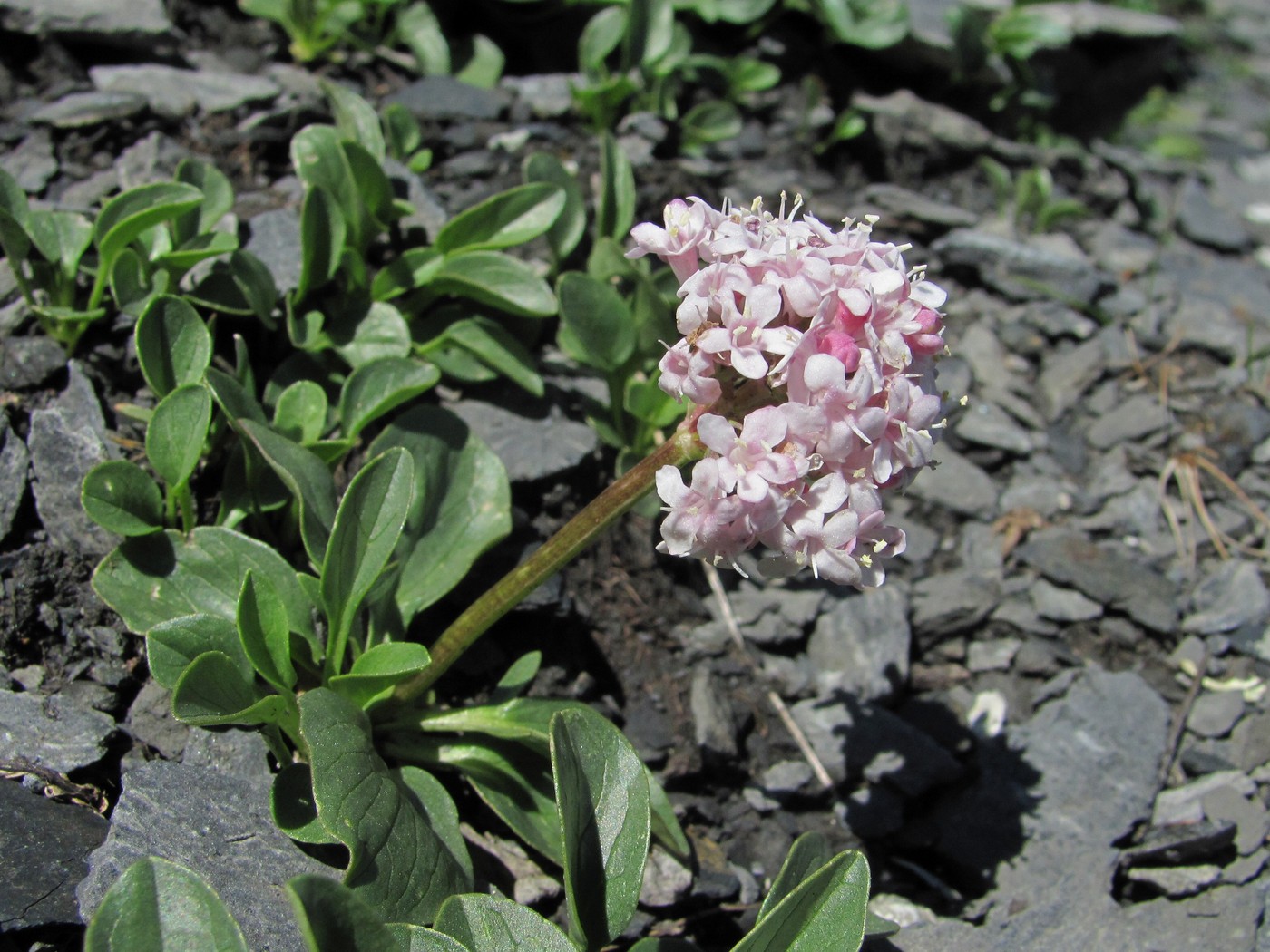 Изображение особи Valeriana saxicola.