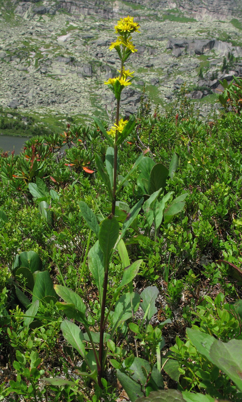 Image of Solidago virgaurea ssp. dahurica specimen.