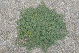 genus Euphorbia. Вегетирующее растение. Крым, Арабатская стрелка, ракушечный пляж. 8 августа 2021 г.