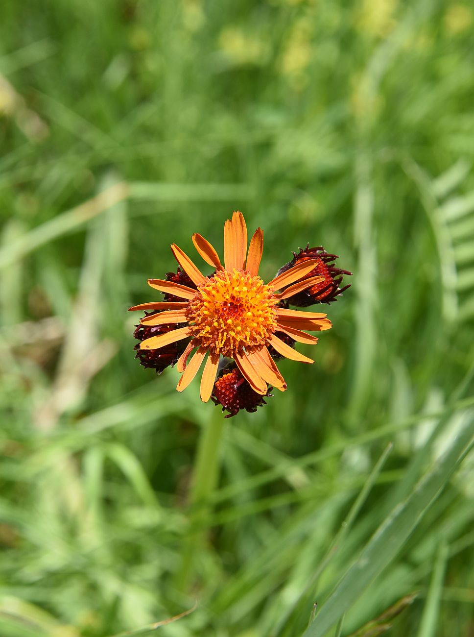 Image of Tephroseris caucasigena specimen.