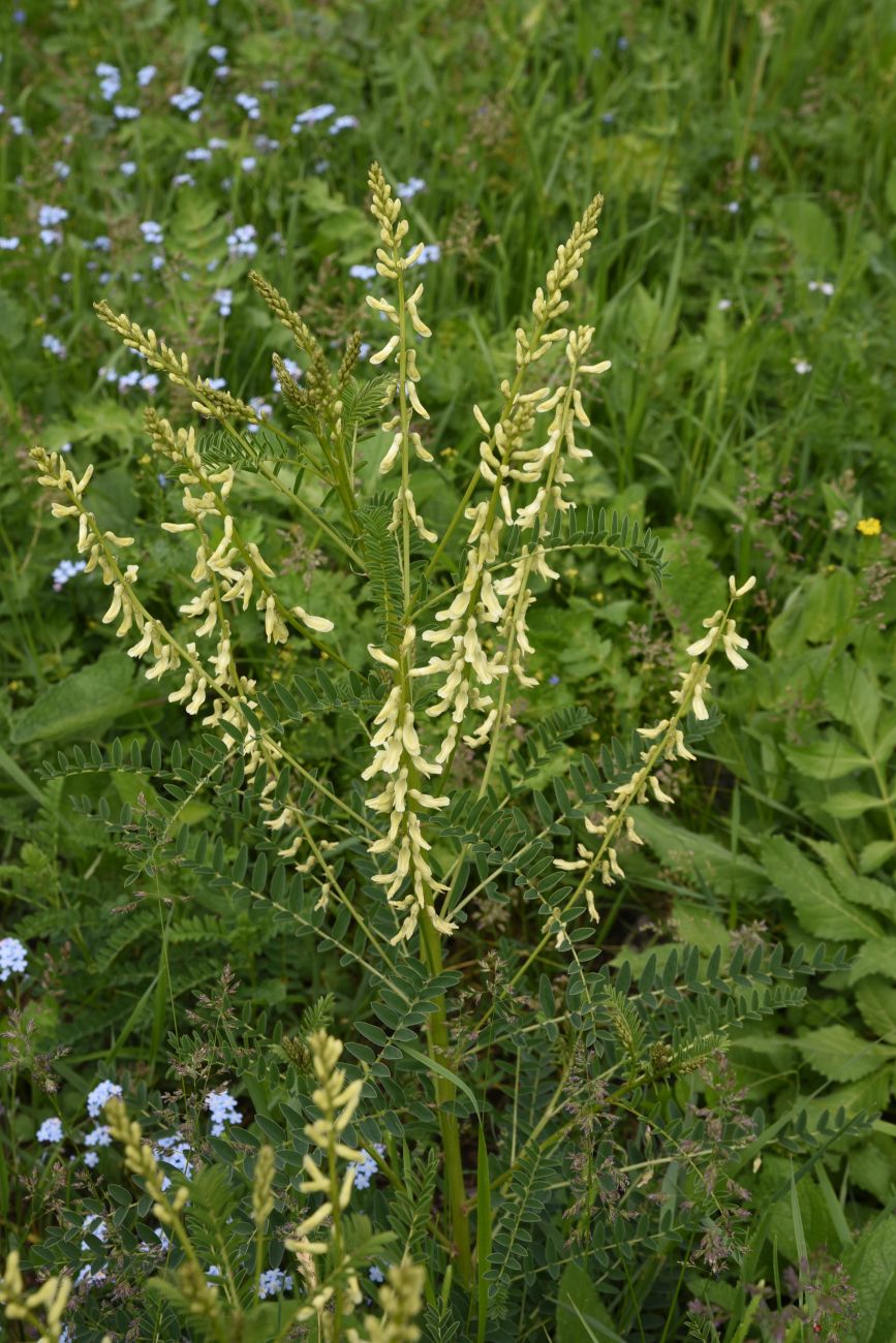 Изображение особи Astragalus galegiformis.