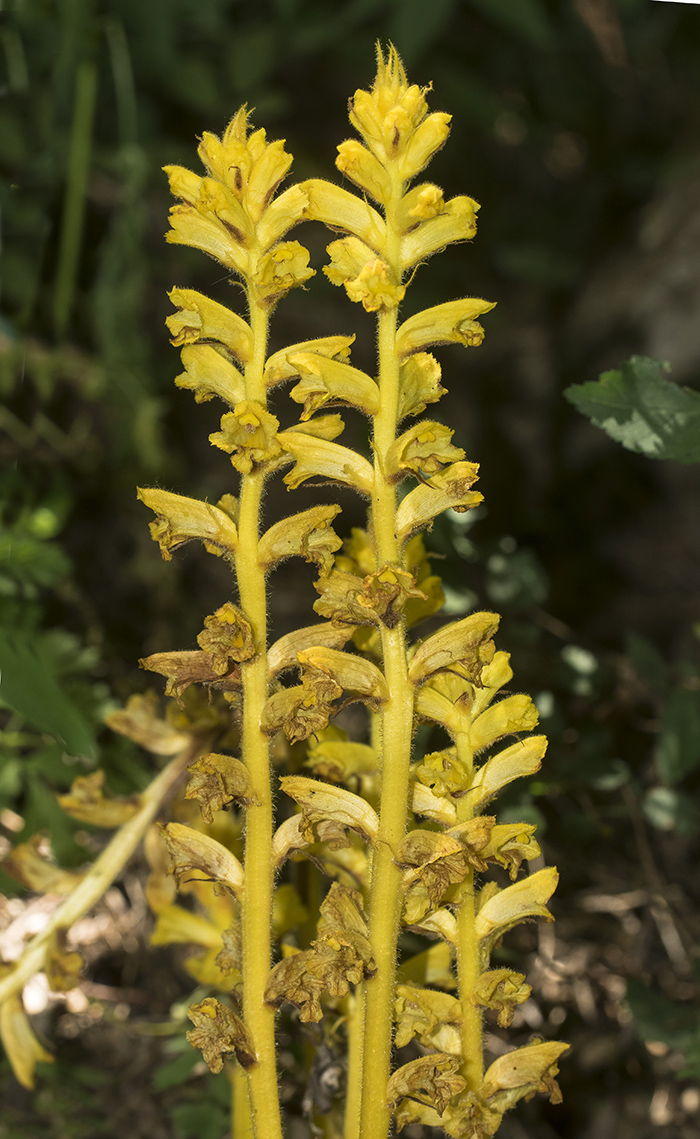 Изображение особи Orobanche laxissima.