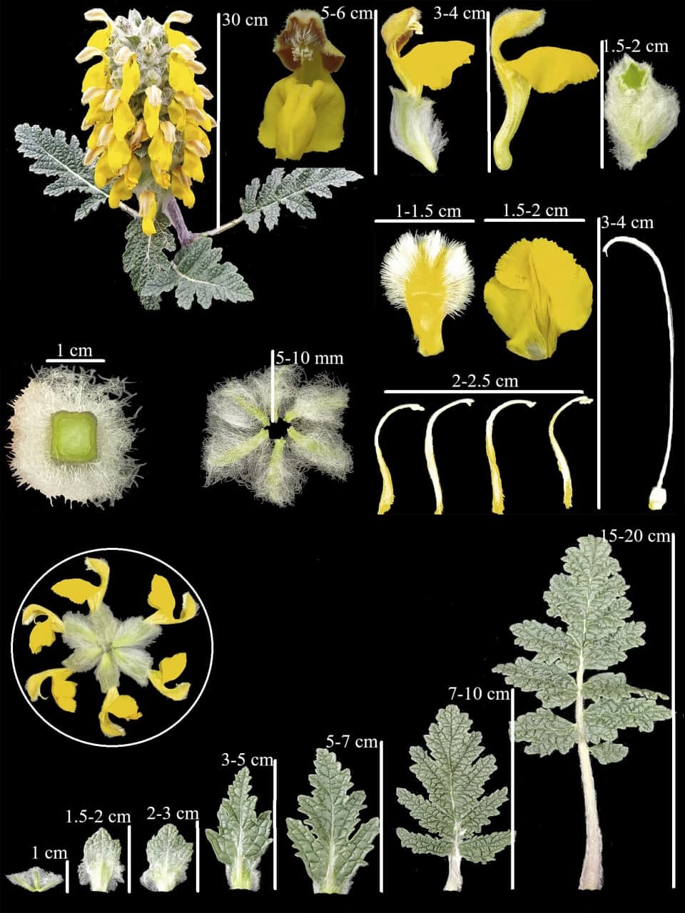 Image of Phlomoides speciosa specimen.