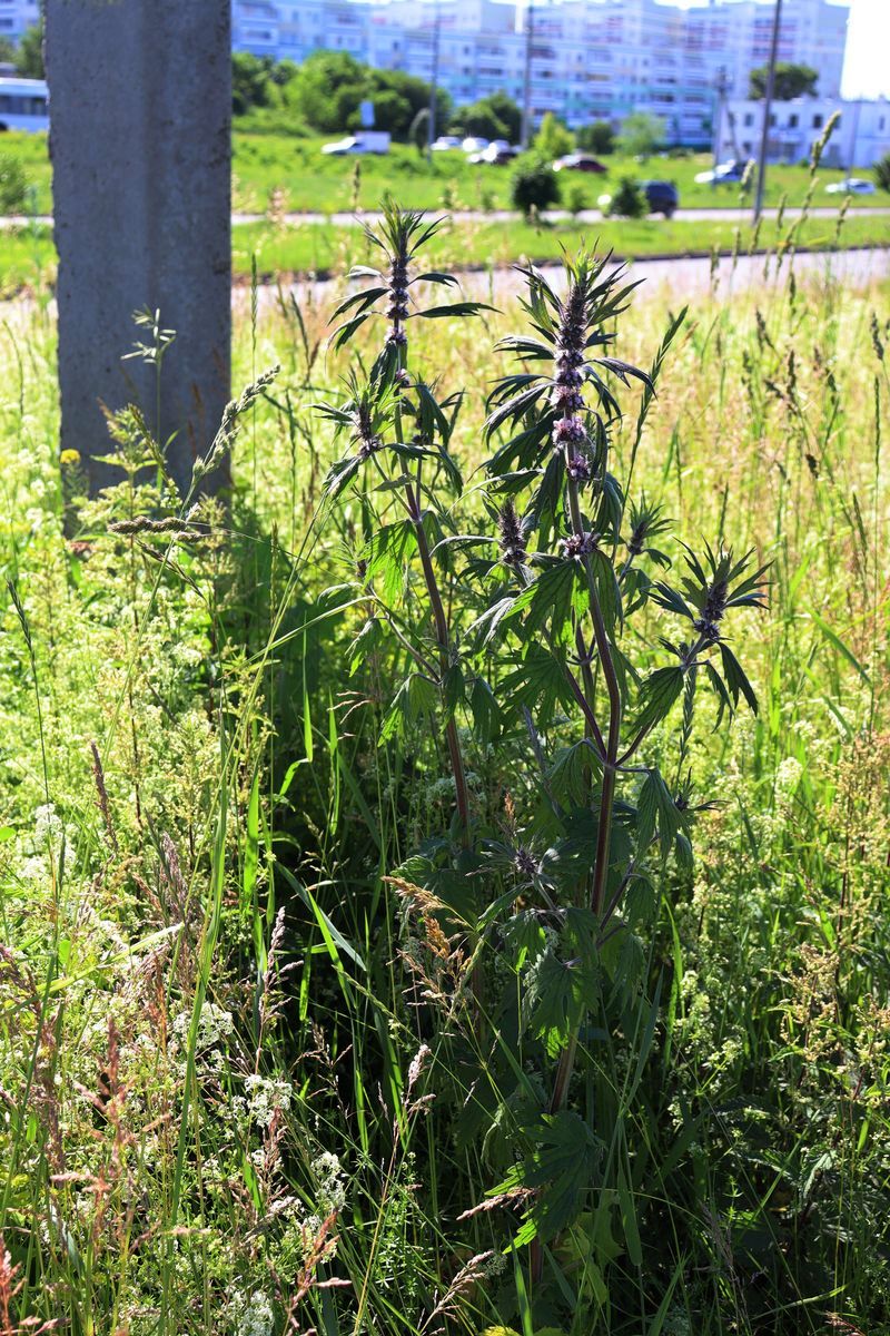 Изображение особи Leonurus quinquelobatus.