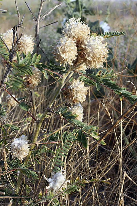 Изображение особи Astragalus globiceps.